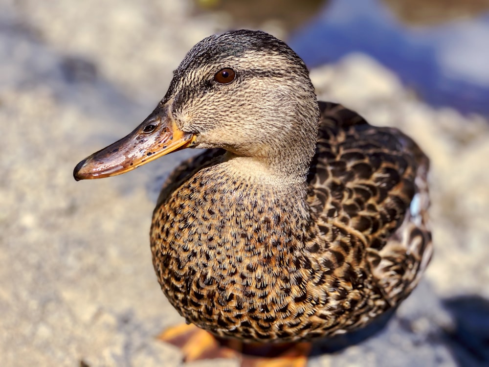 a duck on the ground