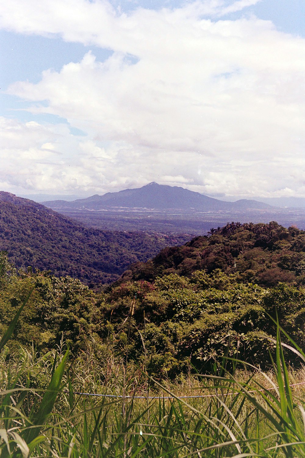 a landscape with trees and plants