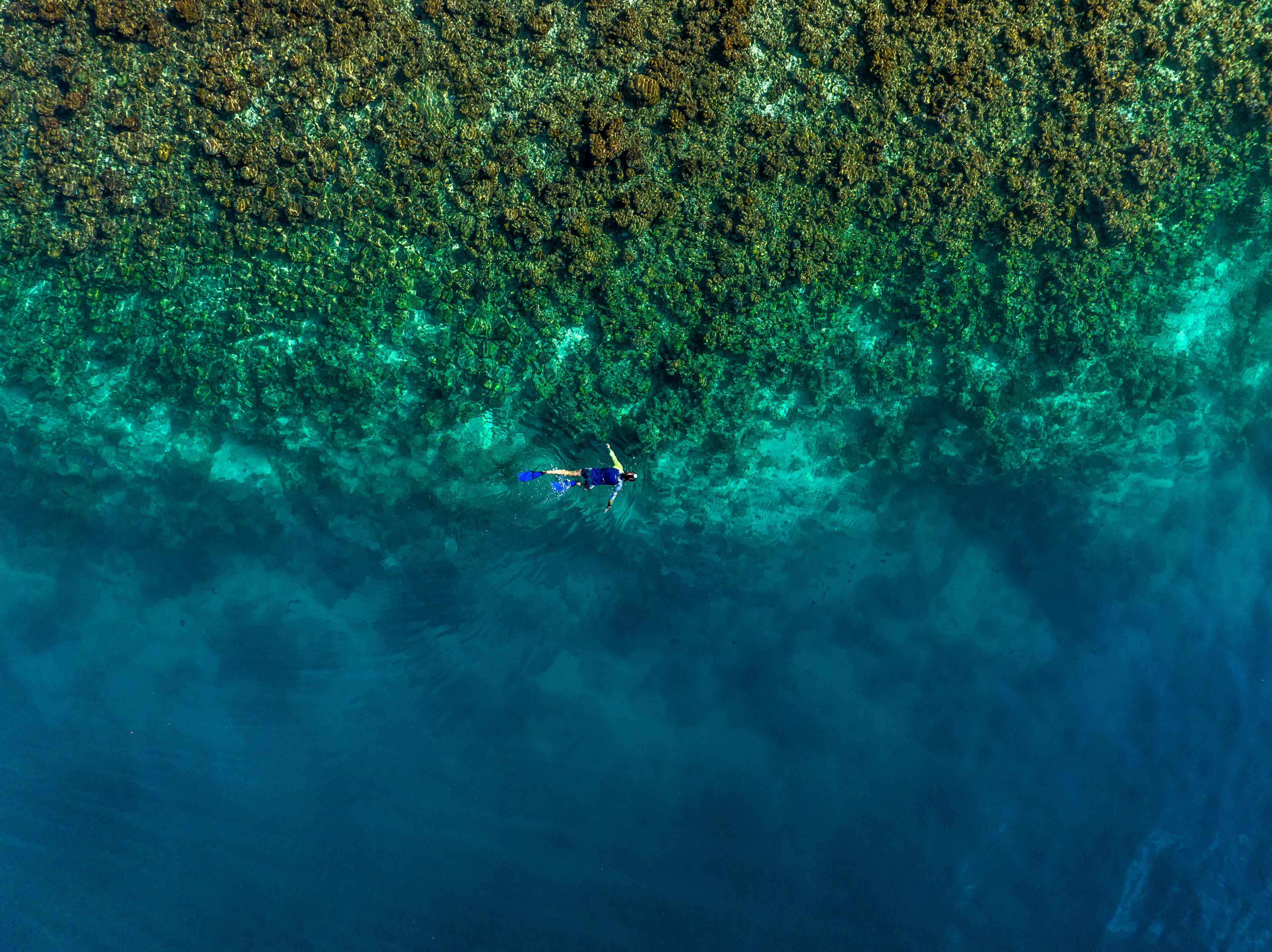 A snorkeller floating above the edge of an island house reef, Maldives