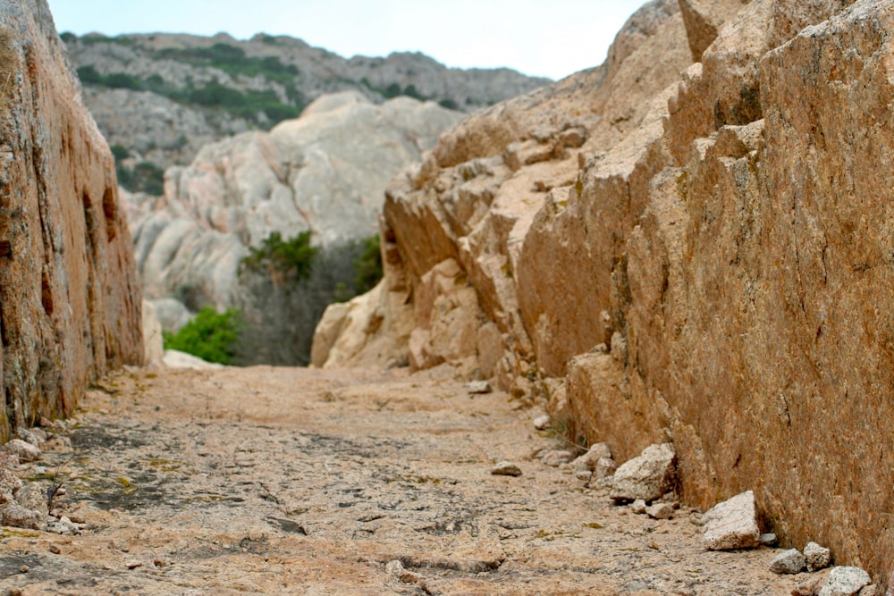 a rocky canyon with a few trees