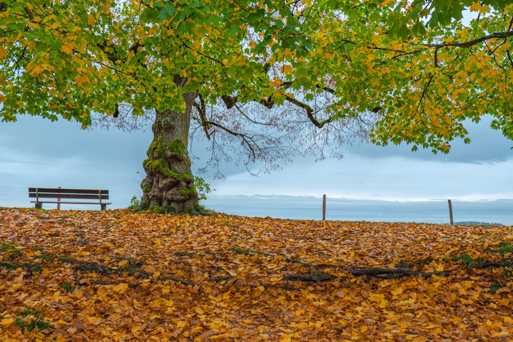 Un árbol en una playa