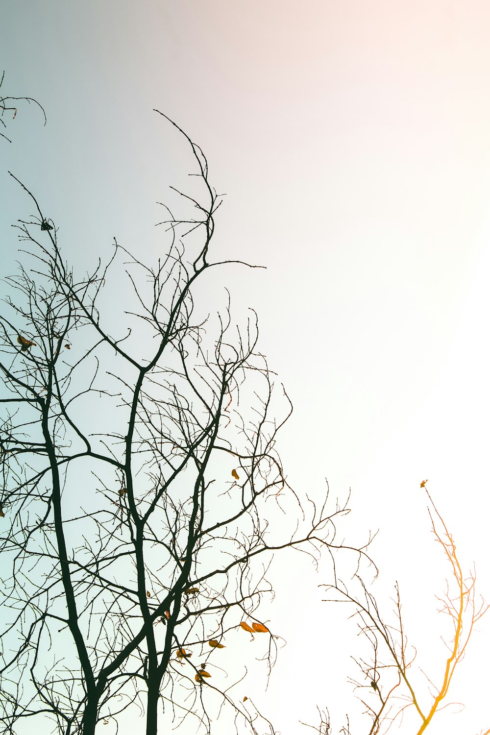 a tree with leaves