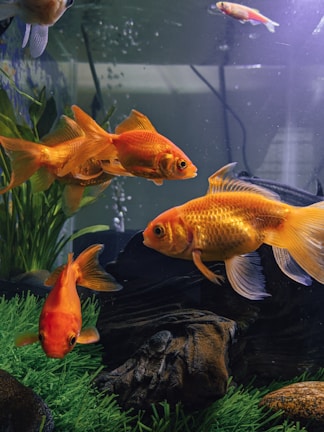 A group of vibrant orange goldfish swim gracefully in a well-maintained aquarium. The tank is decorated with lush green aquatic plants and smooth, dark rocks. Tiny bubbles rise to the surface, adding a dynamic element to the serene underwater scene.