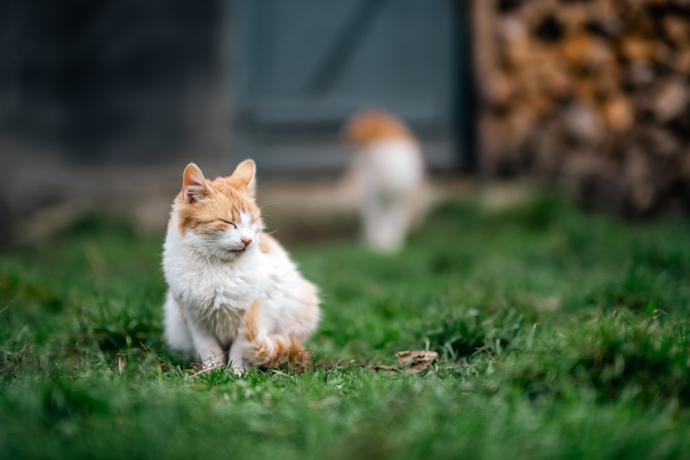 a cat sitting in the grass