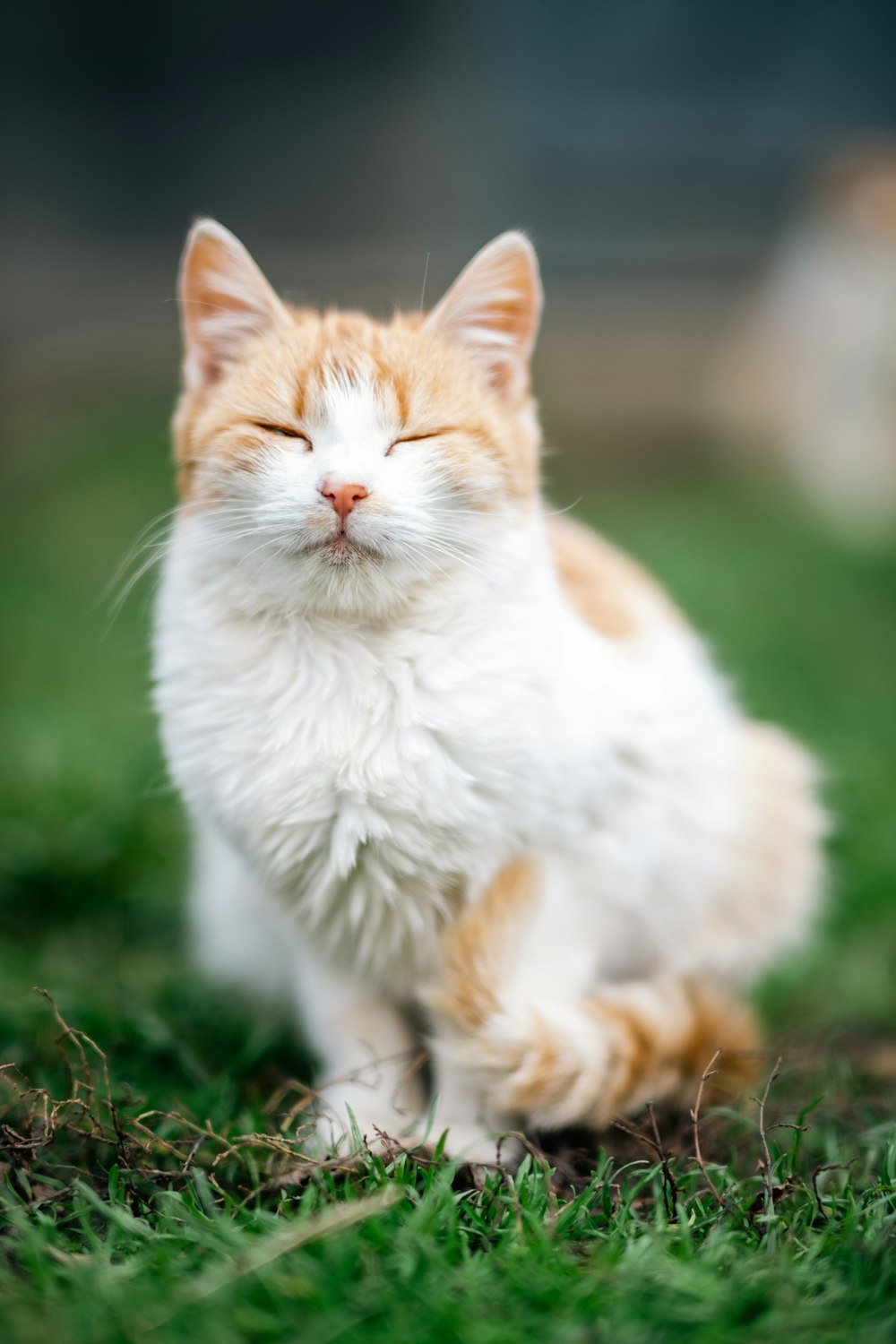 a cat lying on grass