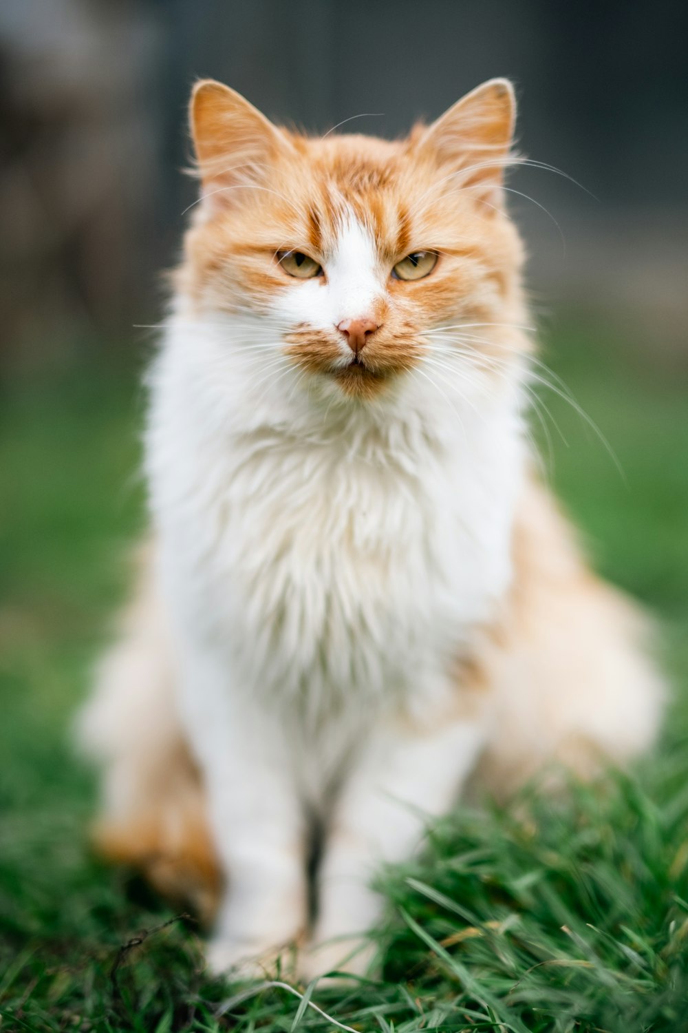 um gato sentado na grama
