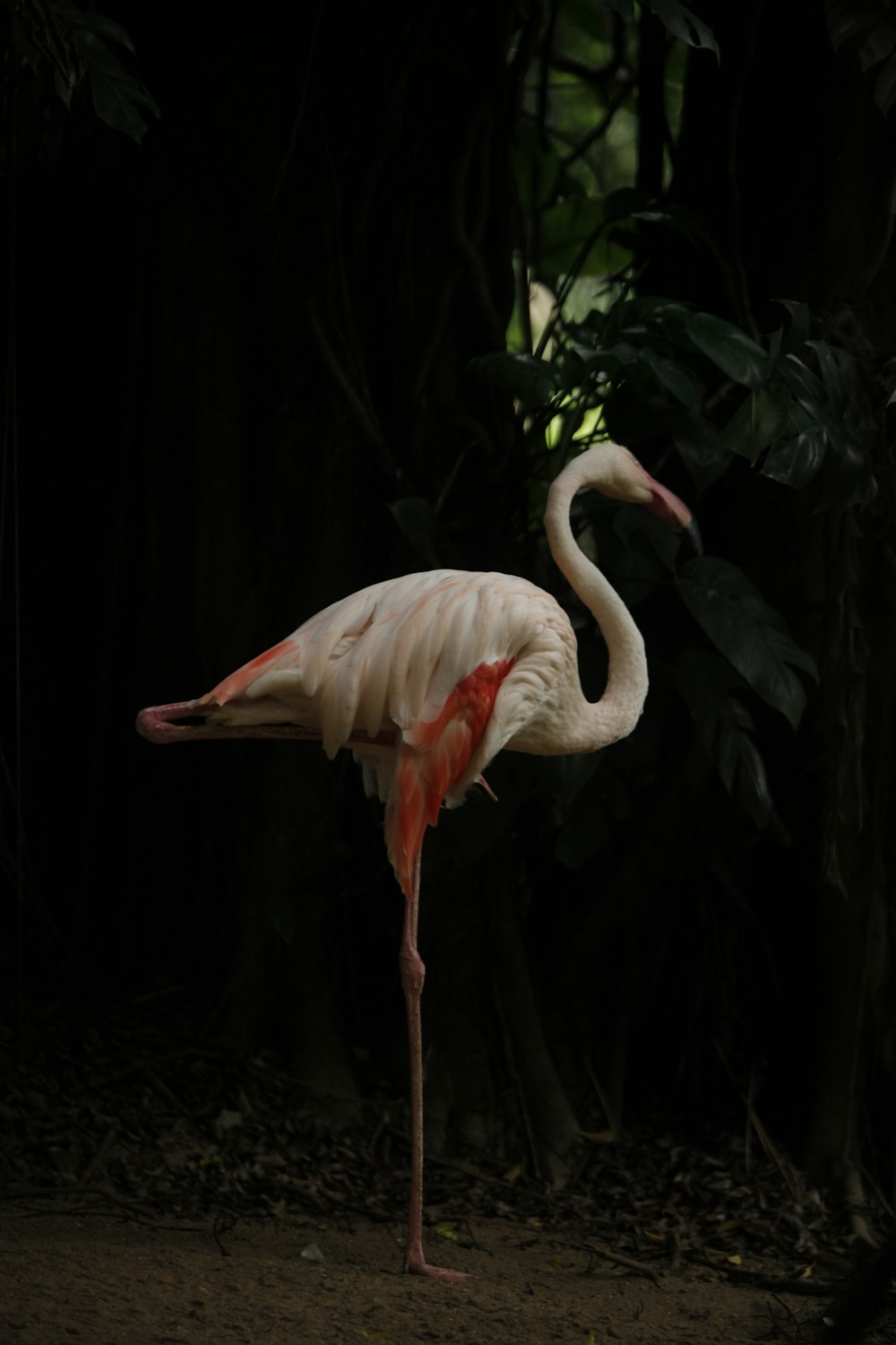 a flamingo with a long neck