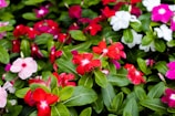 A vibrant assortment of flowers featuring shades of red, pink, and white blooms nestled among lush green leaves. The flowers appear fresh and richly colored, creating a lively contrast against the foliage.