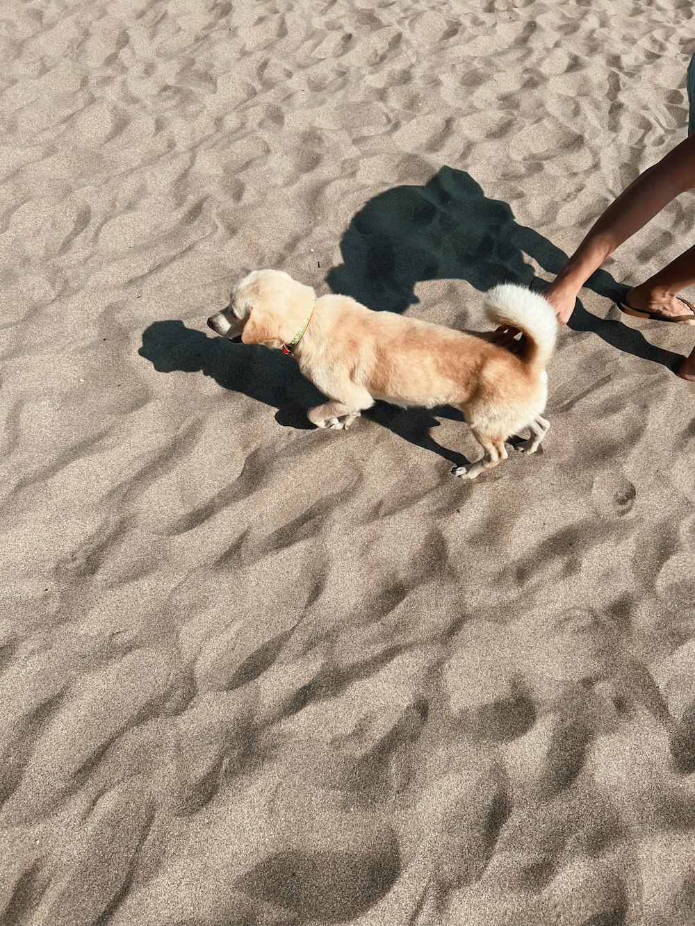 Un chien sur une plage