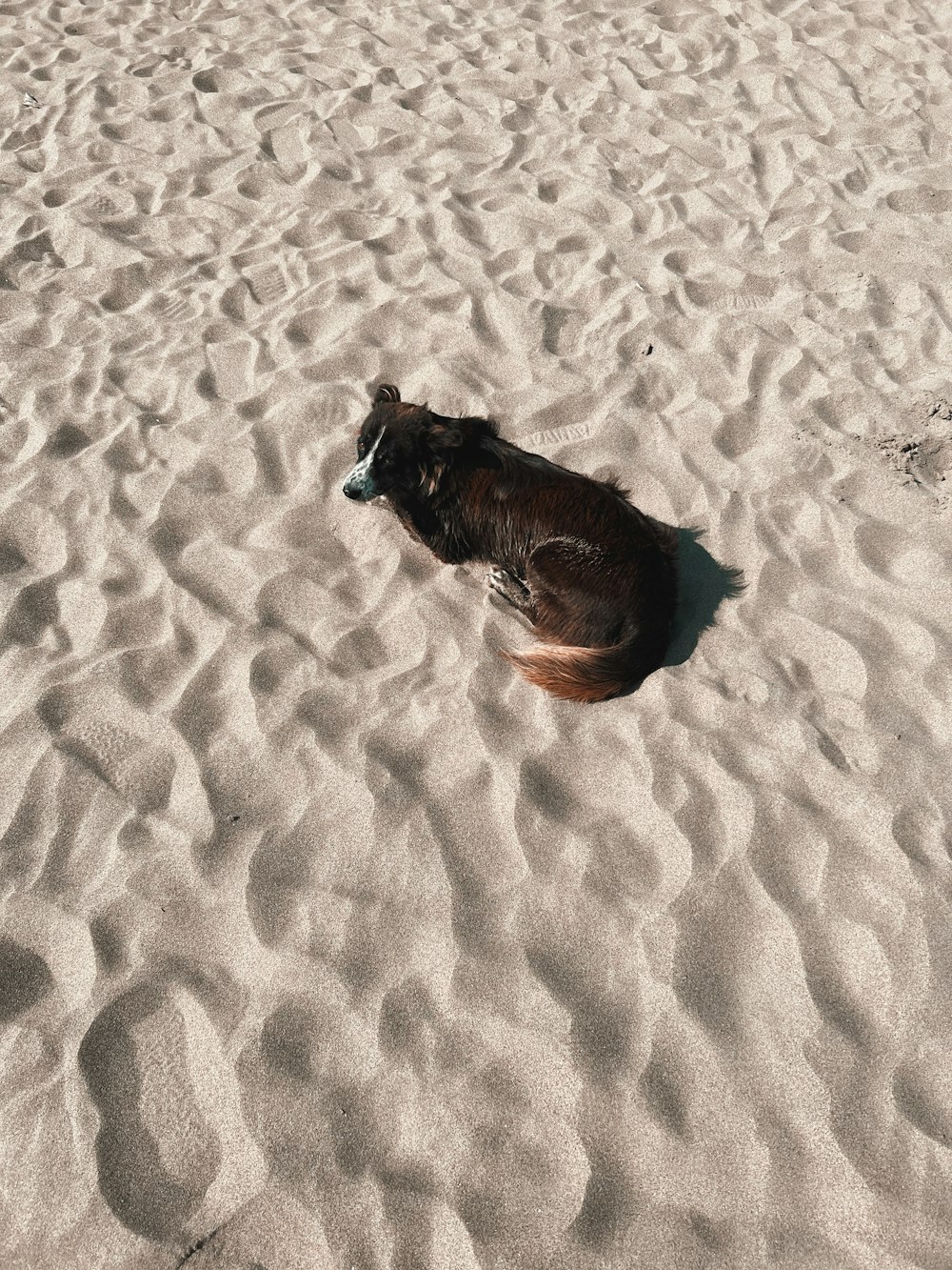 a dog lying on the sand