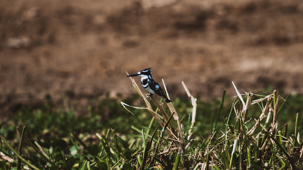 a bug on a plant