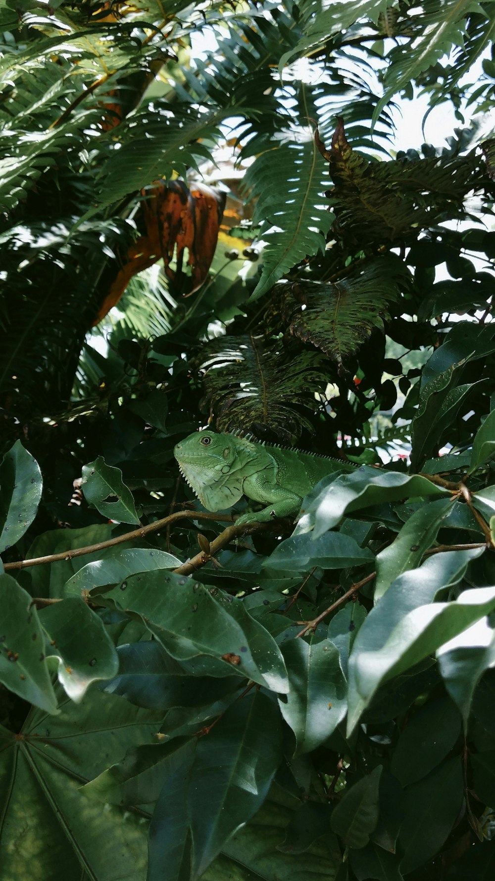 um grupo de sapos verdes em uma árvore