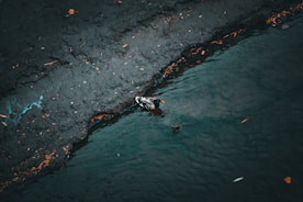 a duck swimming in a pond