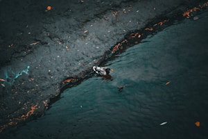 a duck swimming in a pond