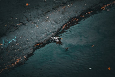 a duck swimming in a pond