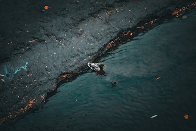 a duck swimming in a pond