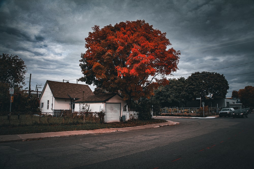 a tree next to a house