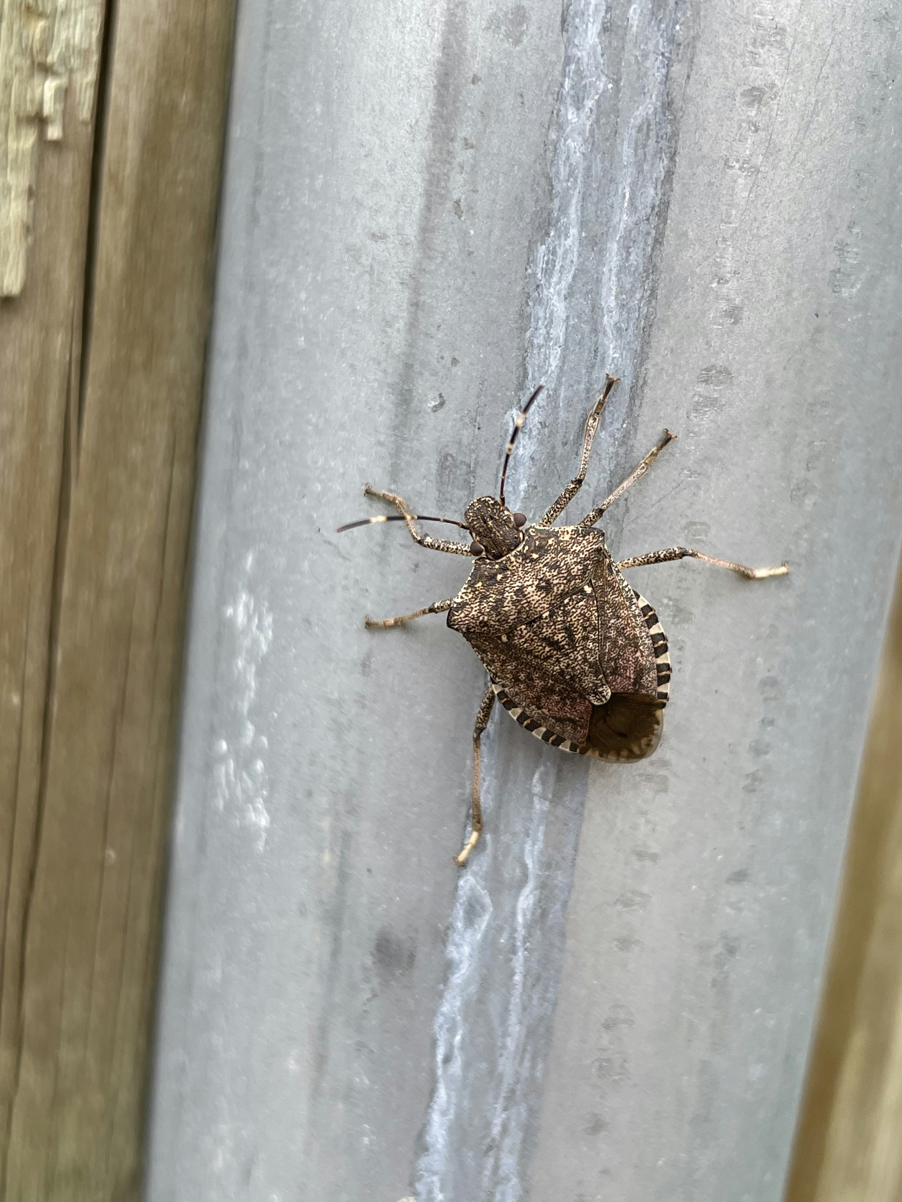 Stink Bugs in Pennsylvania What You Need to Know
