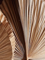 Dried palm leaves fan out, creating a pattern of lines and textures. The surface appears rough and earthy, with varying shades of brown.