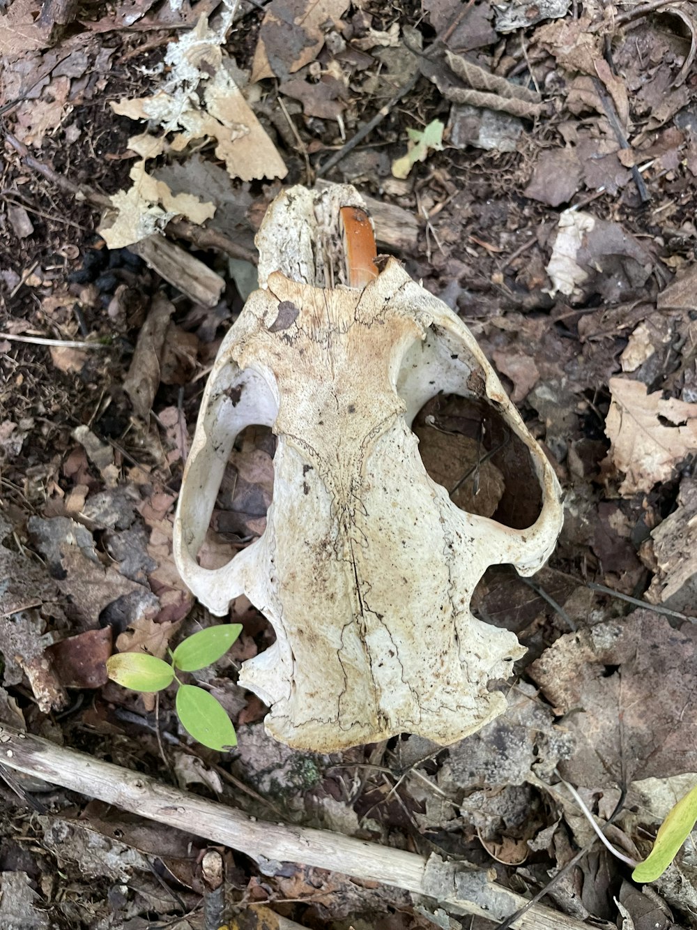 a skull of an animal