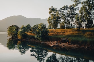 a body of water with trees and grass around it