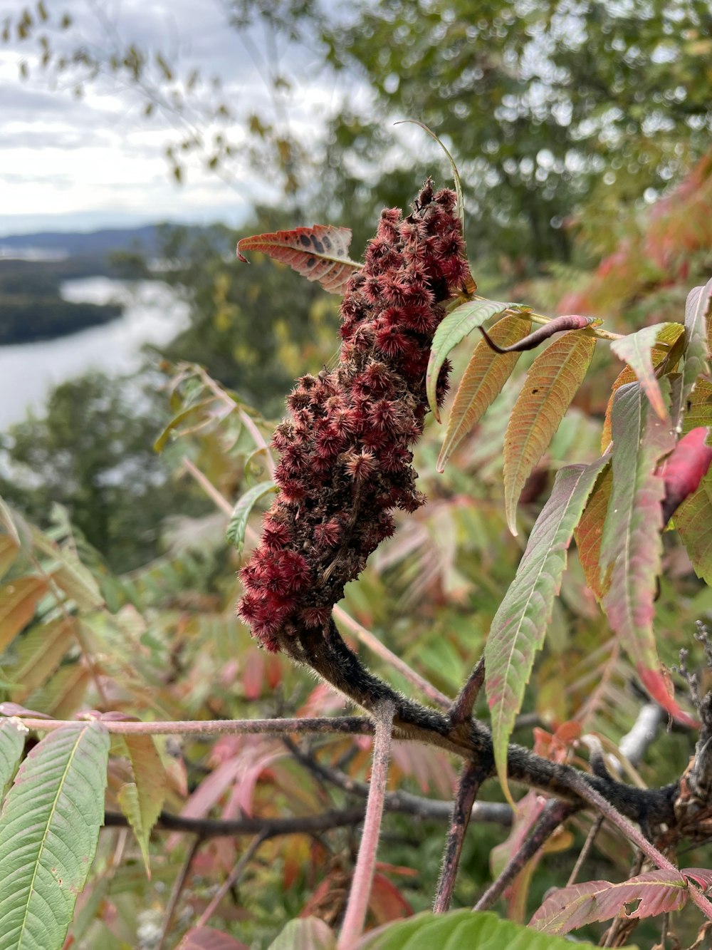 a close up of a plant