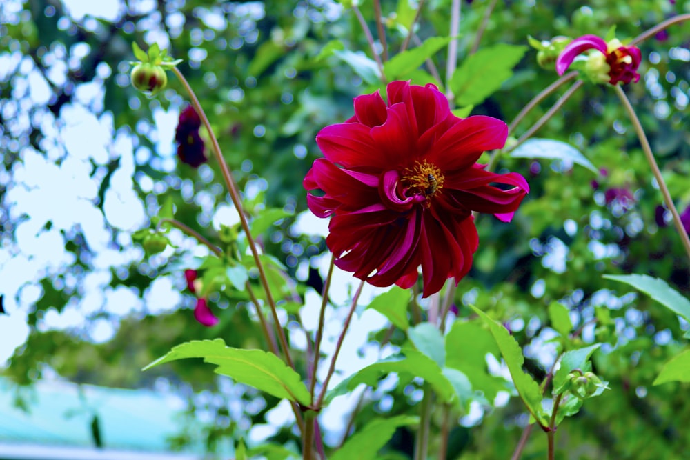 a close up of a flower