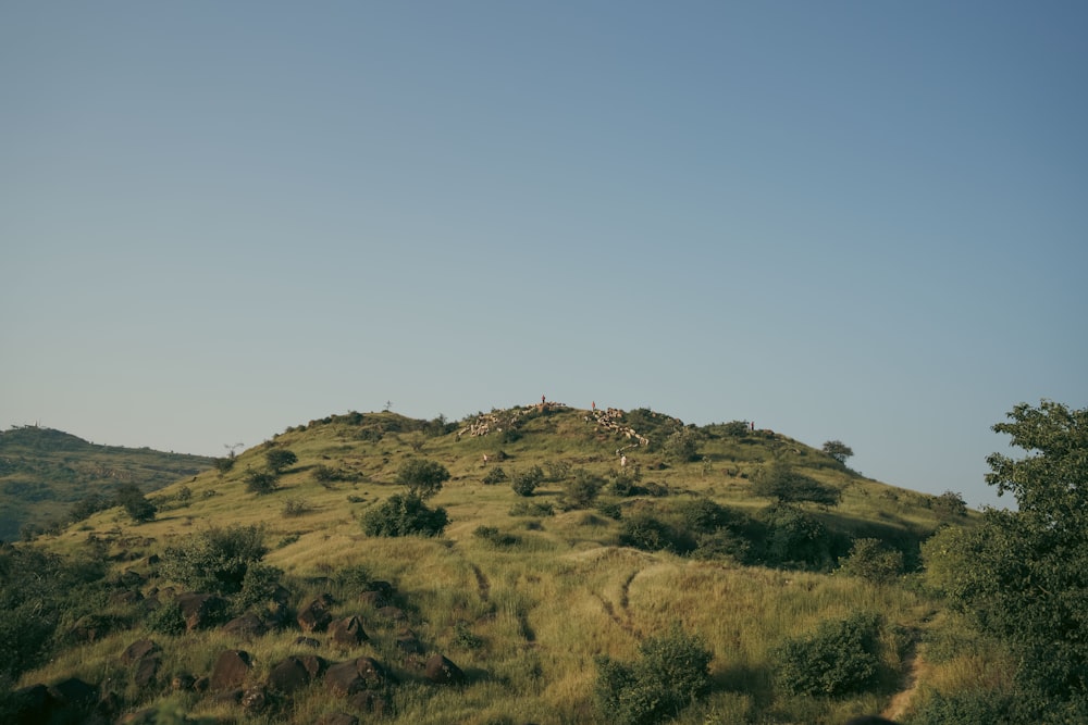 a hill with trees on it