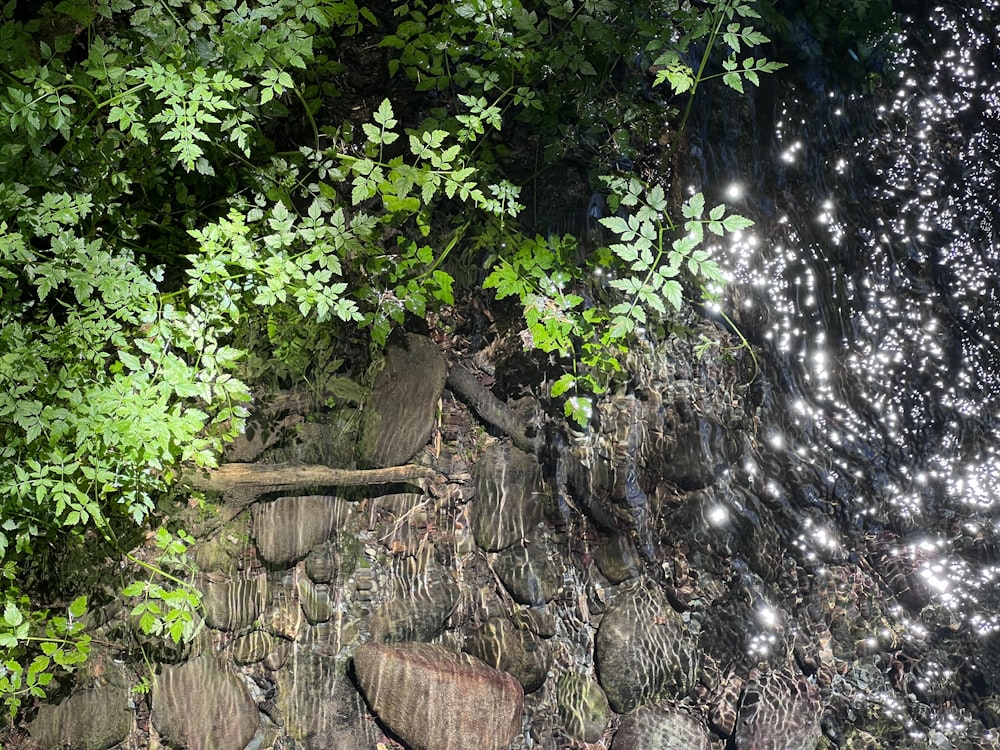 a tree with water on it