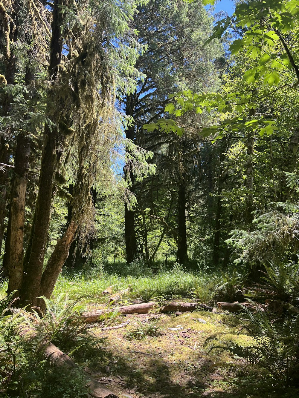 a path through a forest