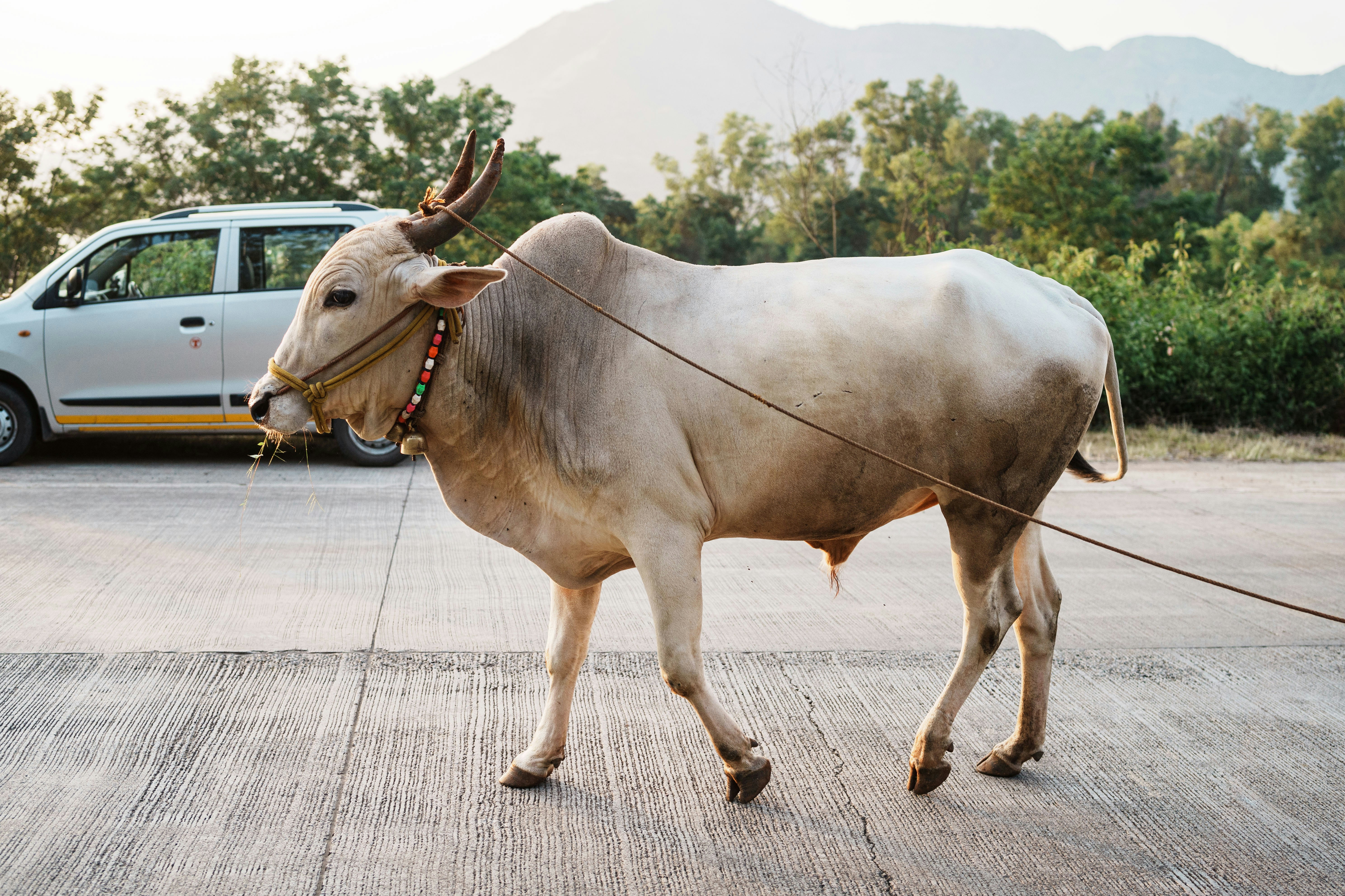 a white cow with a long neck