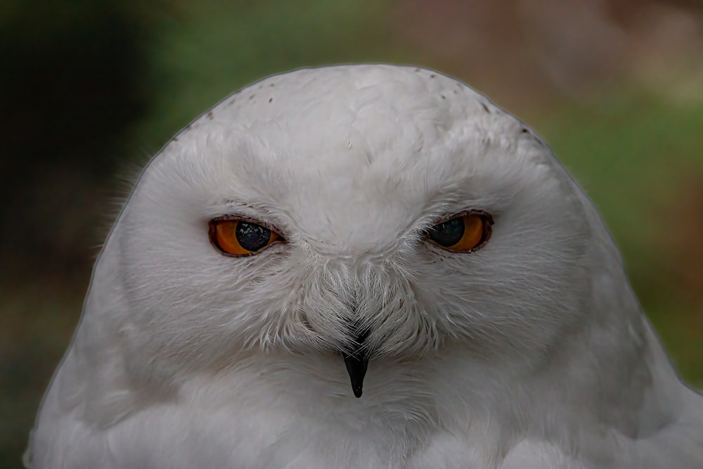 a white owl with orange eyes