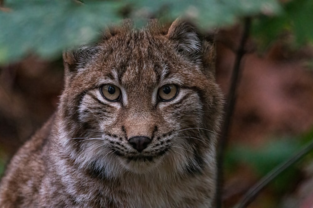 a wild cat with green eyes