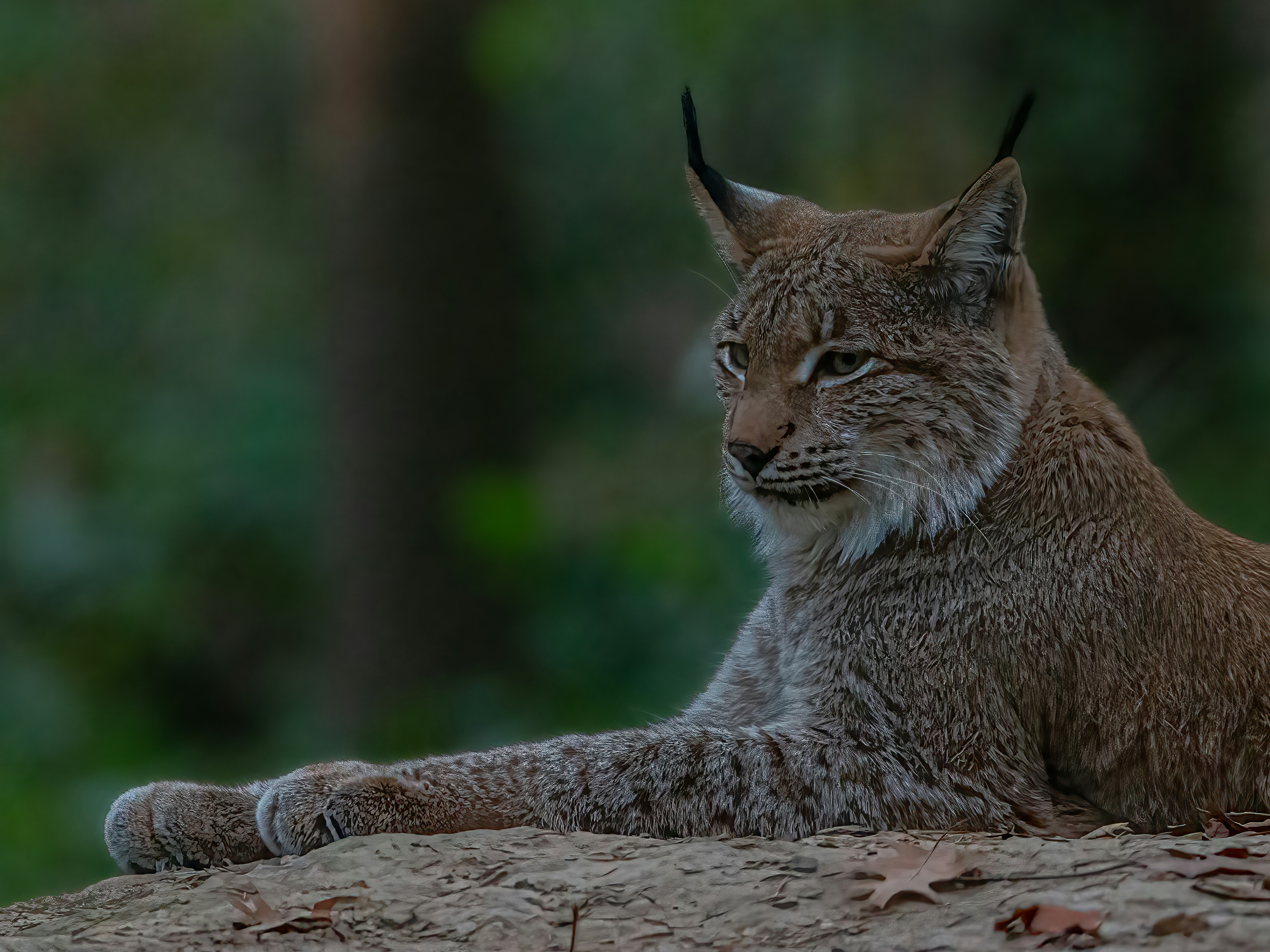 Conservation Status: Threats and Triumphs (image credits: unsplash)