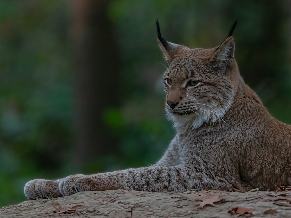 a wild cat lying on a log