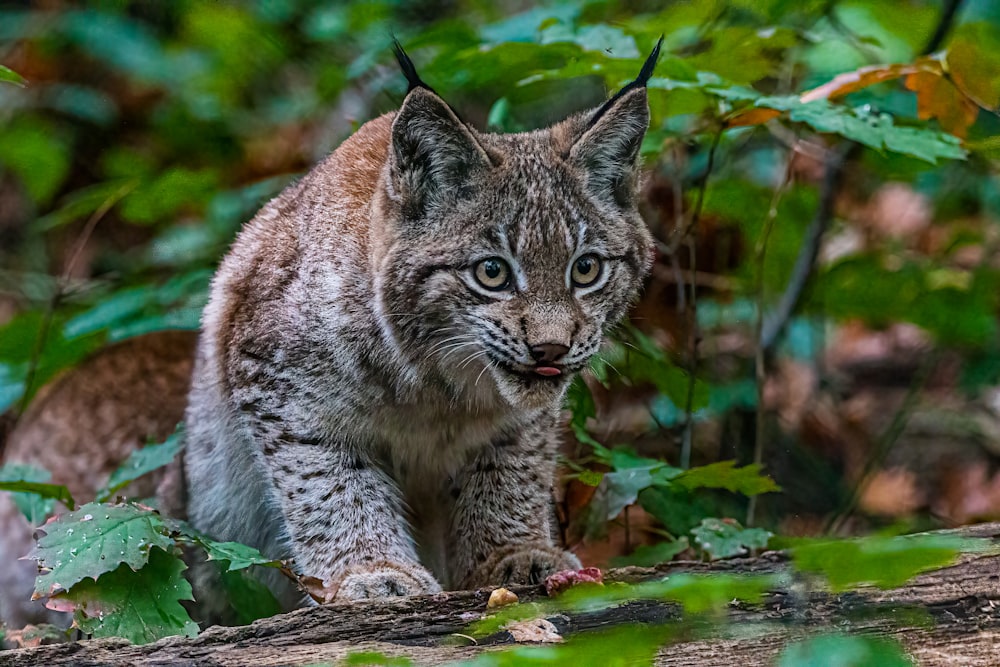 a kitten walking on a log