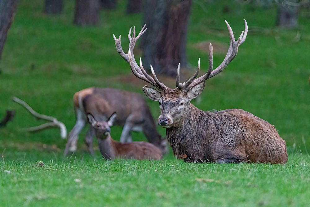 a group of deer in a grassy field