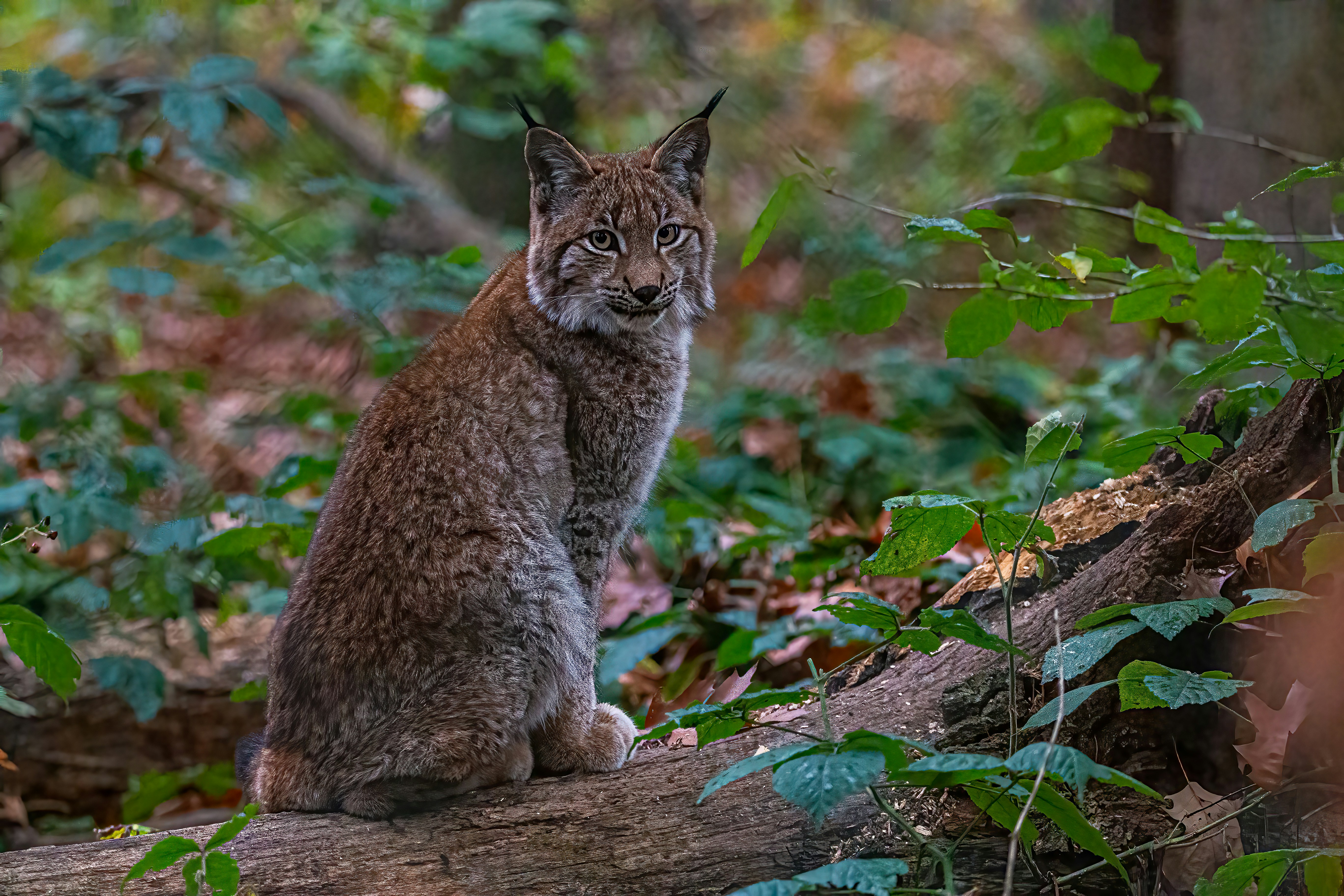 Photo by kennygoossen