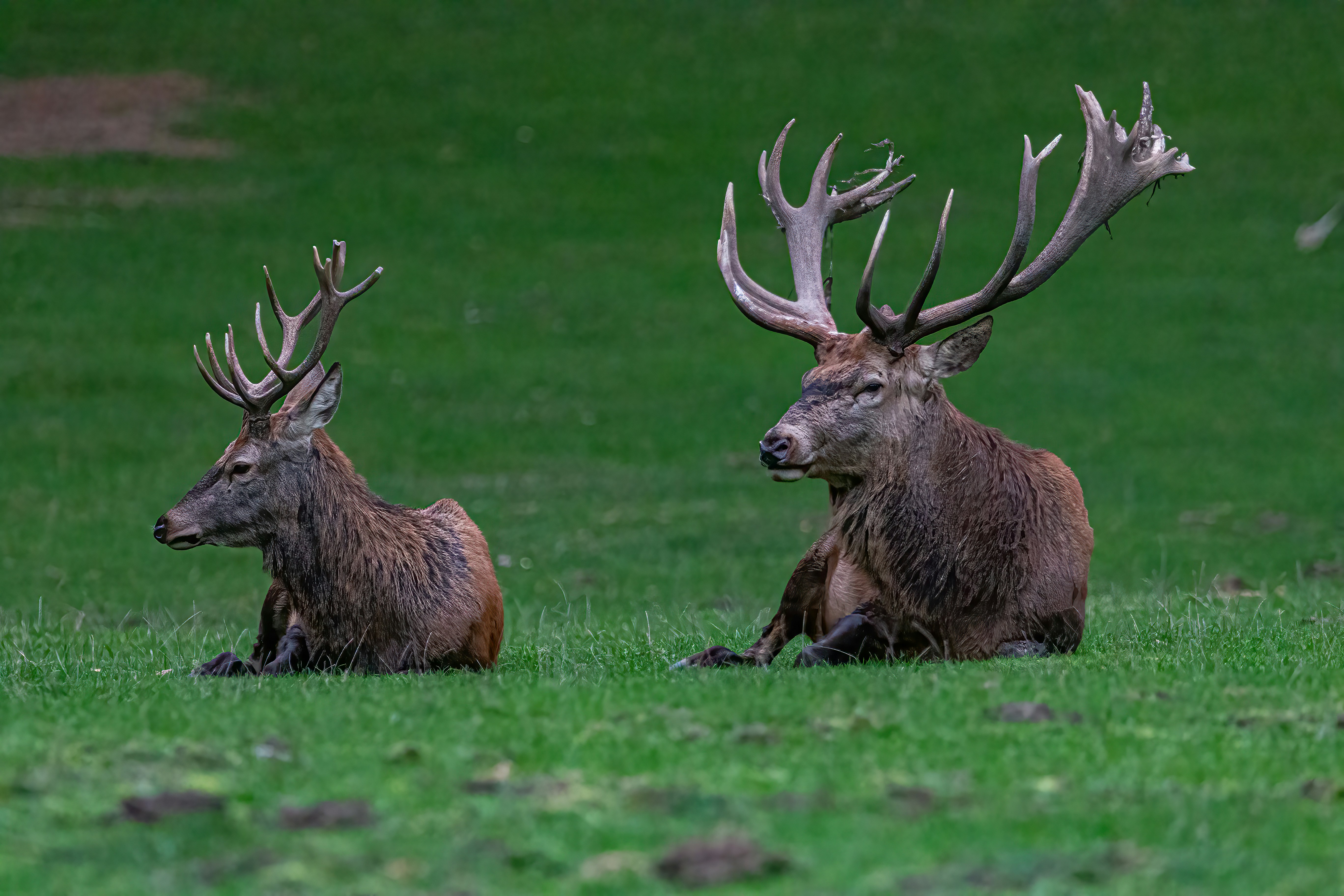 Photo by kennygoossen