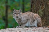 a wild cat sitting on a rock