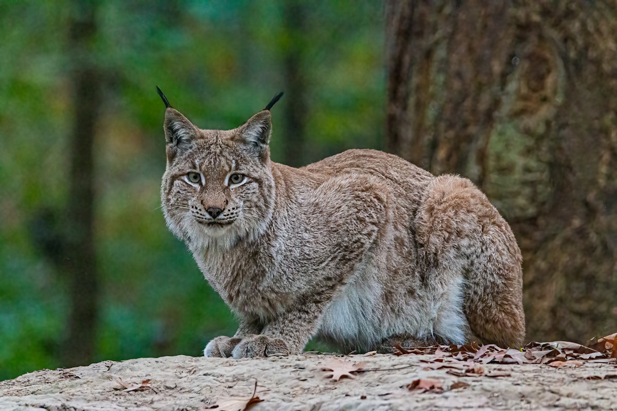 A lynx sitting alert on a rocky outcrop in dappled sunlight