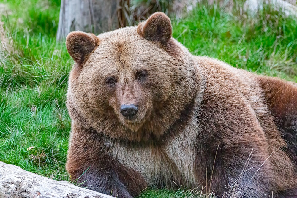 um urso pardo na grama