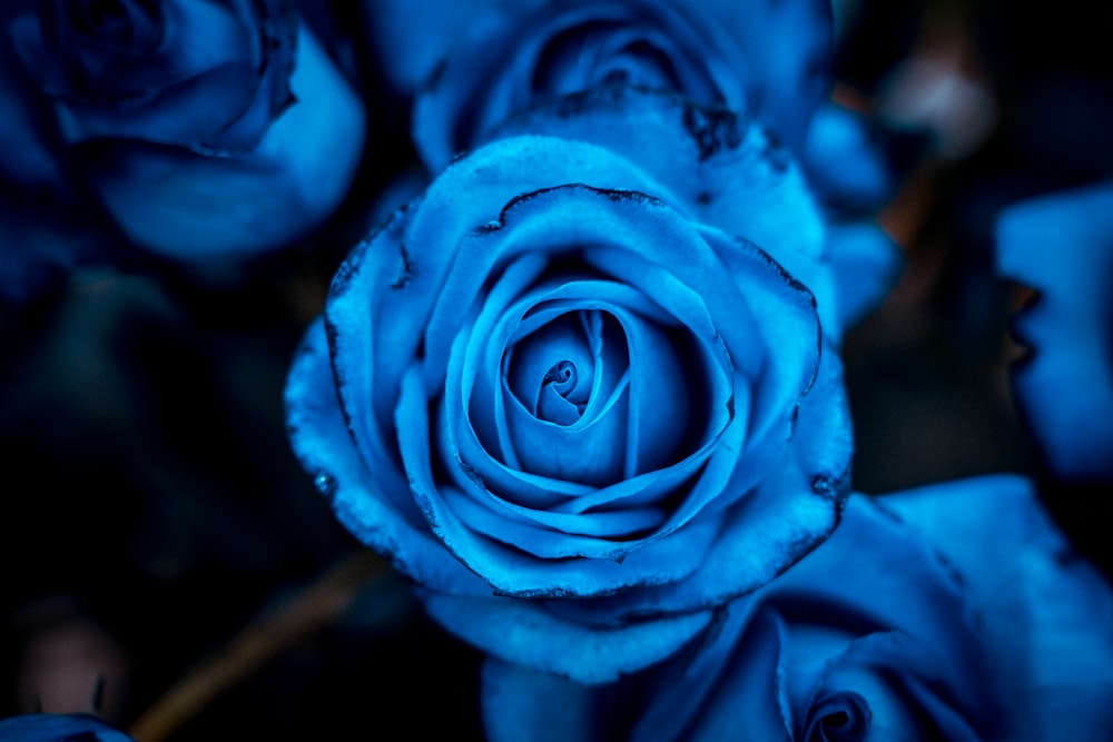 a close up of a blue rose