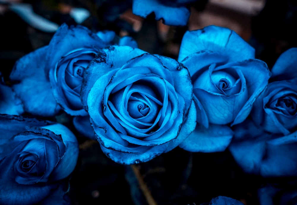 a group of blue flowers