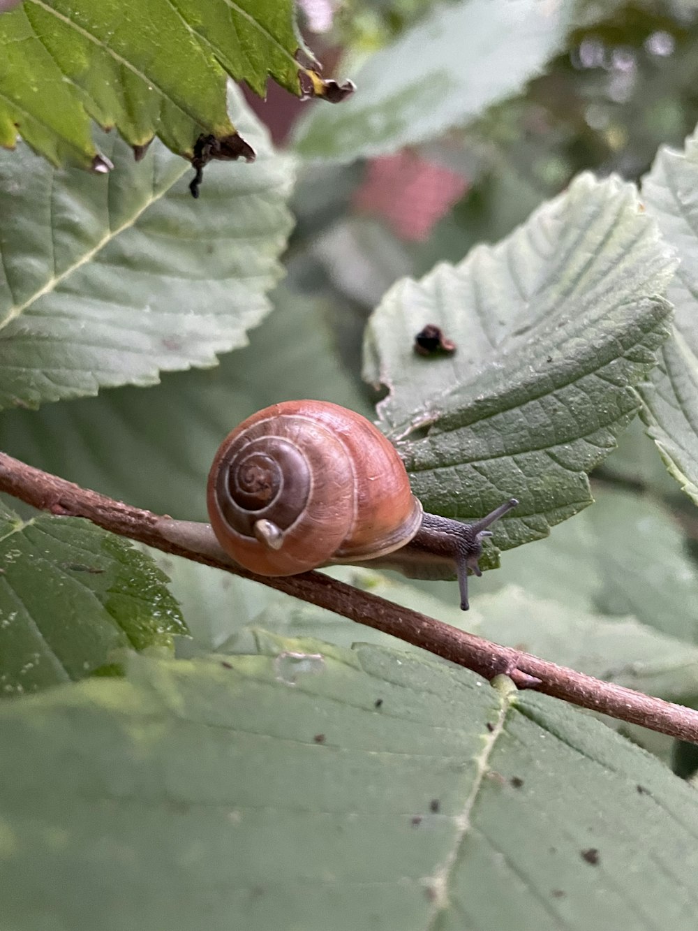 un caracol en una hoja