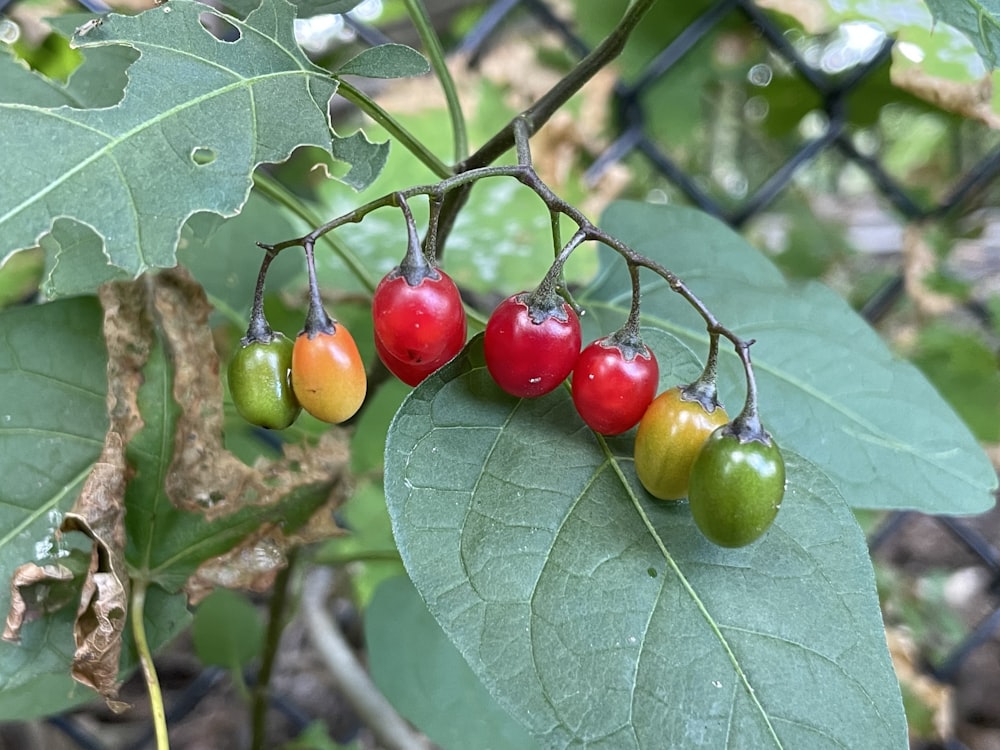 a group of red fruits on a tree branch