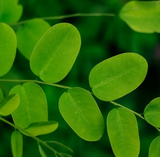 a close up of a plant