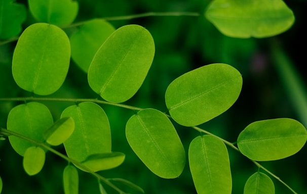 a close up of a plant