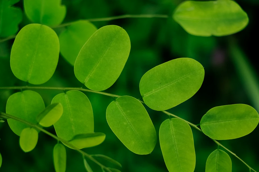 How to Identify High-Quality Moringa Powder