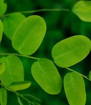 a close up of a plant